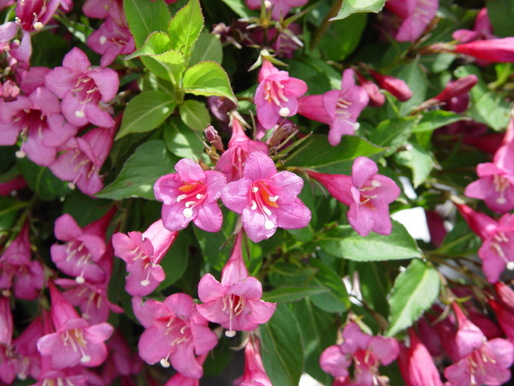 weigela plant fertilizer Weigela Florida Seeds, Old Fashioned Weigela, Hardy Garden Ornamental