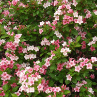 Weigela Florida Seeds, Old Fashioned Weigela, Hardy Shrub Bush