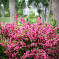 Weigela Florida Seeds, Old Fashioned Weigela, Hardy Shrub Bush