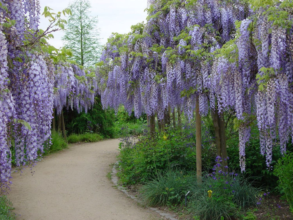 wisteria flower seeds Wisteria Sinensis 6 Seeds, Fragrant Flowering Hardy Chinese Climber Vi