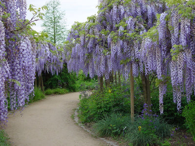 Wisteria Sinensis 6 Seeds, Fragrant Hardy Climber Vine Bonsai Tree