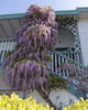 Wisteria Sinensis 6 Seeds, Fragrant Hardy Climber Vine Bonsai Tree