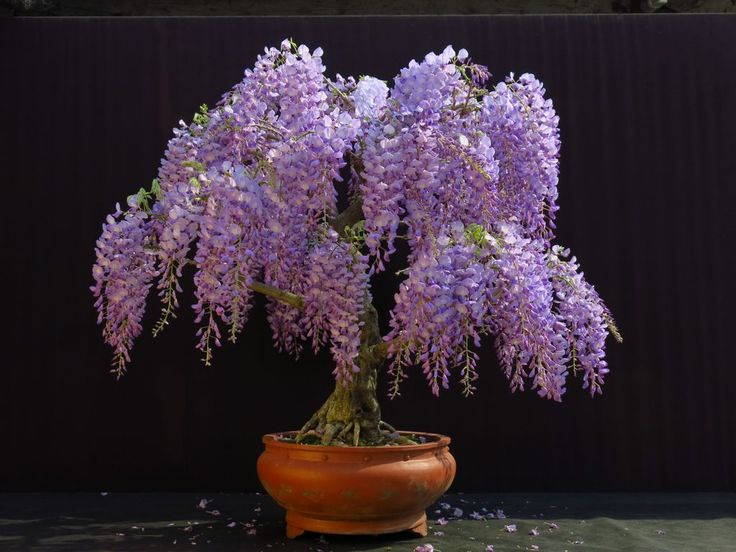 Fast Germination 100 seeds wisteria sinensis seeds Bonsai Seeds Easy To Fast Germination 100 seeds wisteria sinensis seeds Bonsai Seeds Easy To