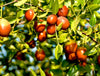 Ziziphus Mauritiana 10 Seeds, Indian Jujube Plum Chinese Apple Date Fruit Tree Shrub