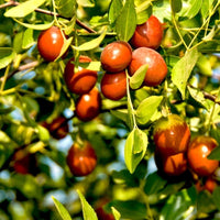 Ziziphus Mauritiana 10 Seeds, Indian Jujube Plum Chinese Apple Date Fruit Tree Shrub
