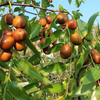 Ziziphus Mauritiana 10 Seeds, Indian Jujube Plum Chinese Apple Date Fruit Tree Shrub