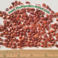 Ziziphus Mauritiana 10 Seeds, Indian Jujube Plum Chinese Apple Date Fruit Tree Shrub