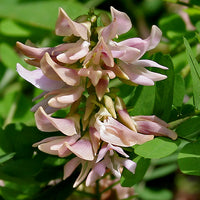 Abrus Precatorius Vine 20 Seeds, Craft Jewelry Beads, Rosary Pea