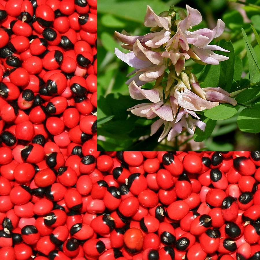 red prayer plant seeds Abrus Precatorius Vine 20/100/500 Seeds, Craft Jewelry Beads, Rosary P