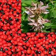 Abrus Precatorius Vine 20 Seeds, Craft Jewelry Beads, Rosary Pea