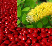 Adenanthera Pavonina 10 Seeds, Red Sandalwood, Saga Seed, Coral Tree
