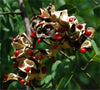 Adenanthera Pavonina 10 Seeds, Red Sandalwood, Saga Seed, Coral Tree
