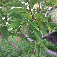 Annona Squamosa 10 Seeds, Sugar Custard Apple Sweetsops Fruit Tree Shrub