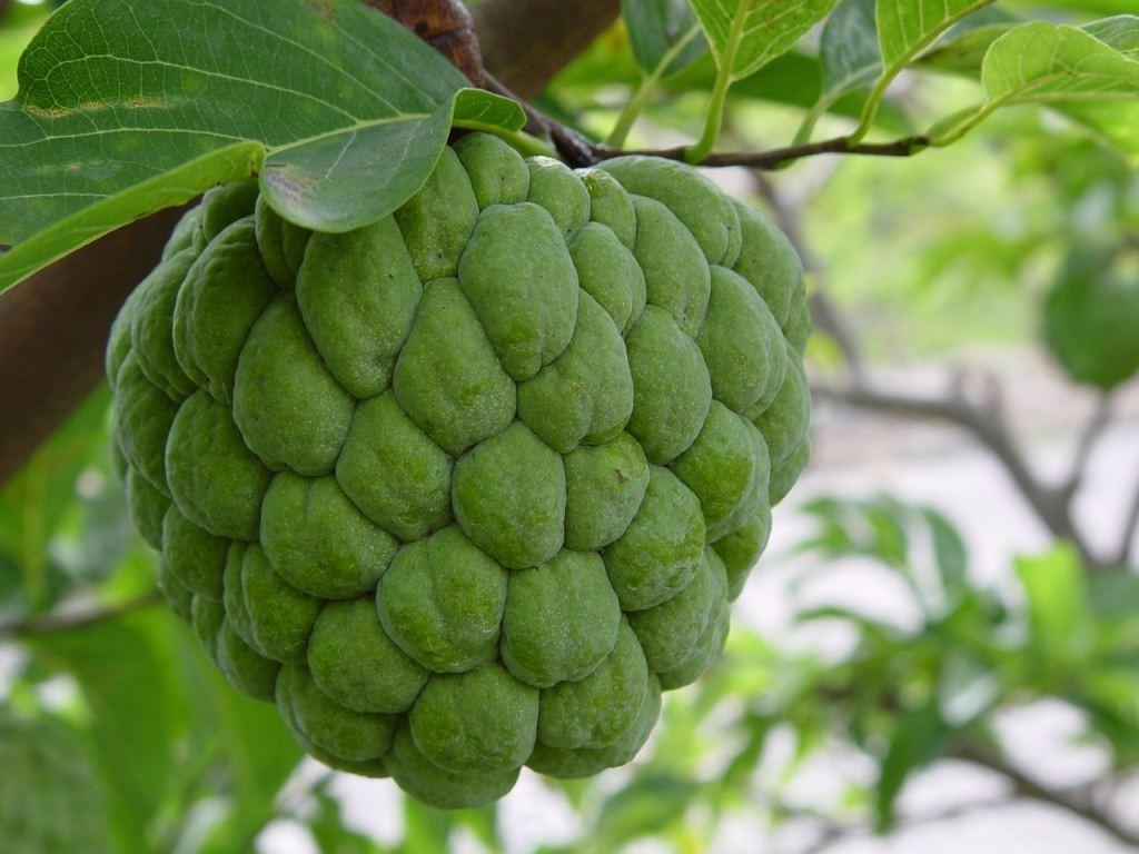 apple custard fruit