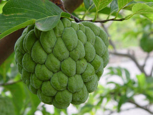 Annona Squamosa 10 Seeds, Sugar Custard Apple Sweetsops Fruit Tree Shrub