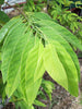 Annona Squamosa 10 Seeds, Sugar Custard Apple Sweetsops Fruit Tree Shrub