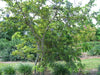Annona Squamosa 10 Seeds, Sugar Custard Apple Sweetsops Fruit Tree Shrub