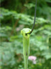 Arisaema tortuosum 5 Seeds, Hardy Whipcord Jack in the Pulpit