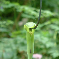 Arisaema tortuosum 5 Seeds, Hardy Whipcord Jack in the Pulpit