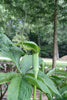 Arisaema tortuosum 5 Seeds, Hardy Whipcord Jack in the Pulpit