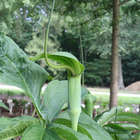 Arisaema tortuosum 5 Seeds, Hardy Whipcord Jack in the Pulpit