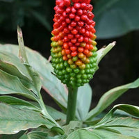 Arisaema tortuosum 5 Seeds, Hardy Whipcord Jack in the Pulpit