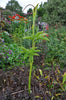 Arisaema tortuosum 5 Seeds, Hardy Whipcord Jack in the Pulpit