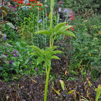 Arisaema tortuosum 5 Seeds, Hardy Whipcord Jack in the Pulpit