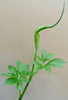 Arisaema tortuosum 5 Seeds, Hardy Whipcord Jack in the Pulpit