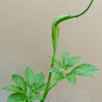 Arisaema tortuosum 5 Seeds, Hardy Whipcord Jack in the Pulpit