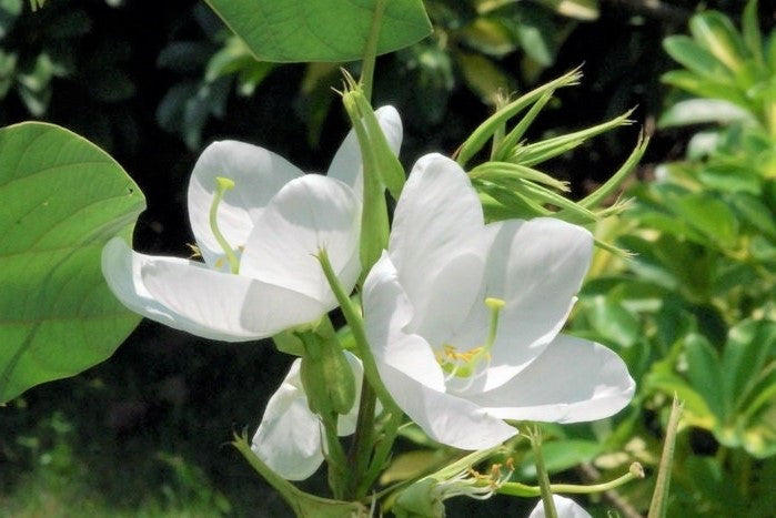 Bauhinia Racemosa 5 Seeds, Rare Medicinal Bidi Leaf Small Edible Tree / Shrub