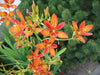 Iris Domestica / Belamcanda Chinensis 20-1000 Seeds, Leopard Lily