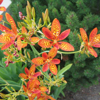 Iris Domestica / Belamcanda Chinensis 20-1000 Seeds, Leopard Lily