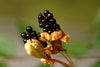 Iris Domestica / Belamcanda Chinensis 20-1000 Seeds, Leopard Lily