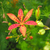Iris Domestica / Belamcanda Chinensis 20-1000 Seeds, Leopard Lily