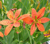 Iris Domestica / Belamcanda Chinensis 20/150/500 Seeds, Blackberry or Leopard Lily