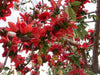 Bombax Ceiba Tree 20/80/350/800 Seeds , Red Silk Cotton Kopak