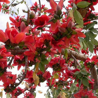 Bombax Ceiba Tree 20/80/350/800 Seeds , Red Silk Cotton Kopak