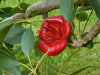 Bombax Ceiba Tree 20/80/350/800 Seeds , Red Silk Cotton Kopak