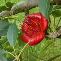 Bombax Ceiba Tree 20/80/350/800 Seeds , Red Silk Cotton Kopak