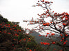 Bombax Ceiba Tree 20/80/350/800 Seeds , Red Silk Cotton Kopak