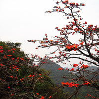 Bombax Ceiba Tree 20/80/350/800 Seeds , Red Silk Cotton Kopak