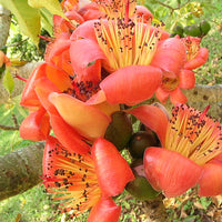 Bombax Ceiba Tree 20/80/350/800 Seeds , Red Silk Cotton Kopak