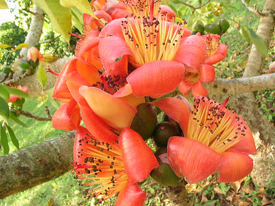 Bombax Ceiba Tree 20/80/350/800 Seeds , Red Silk Cotton Kopak