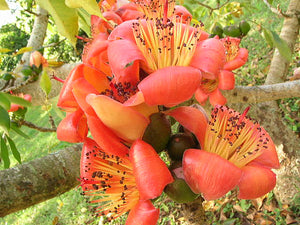 Bombax Ceiba Tree 20/80/350/800 Seeds , Red Silk Cotton Kopak