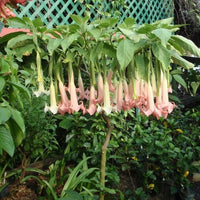 Brugmansia Ecuador Pink 10 Seeds, Shrub Or Small Tree