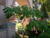 Brugmansia Ecuador Pink 10 Seeds, Shrub Or Small Tree