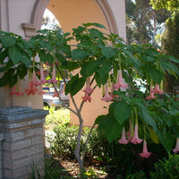 Brugmansia Ecuador Pink 10 Seeds, Shrub Or Small Tree