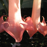 Brugmansia Ecuador Pink 10 Seeds, Shrub Or Small Tree