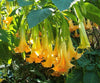 Brugmansia Pumpkin Yellow 5 Seeds, Angel Trumpet Shrub Small Tree
